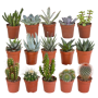 Cactus en vetplanten mix 15 stuks in pot